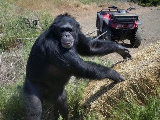Chimpanzee Buck turned on his owners at the Buck Brogoitti Animal Rescue in Oregon