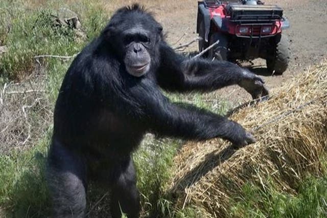 <p>Chimpanzee Buck turned on his owners at the Buck Brogoitti Animal Rescue in Oregon</p>