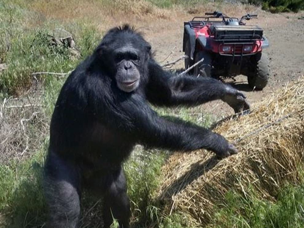 Chimpanzee shot after woman attacked and trapped in basement | The