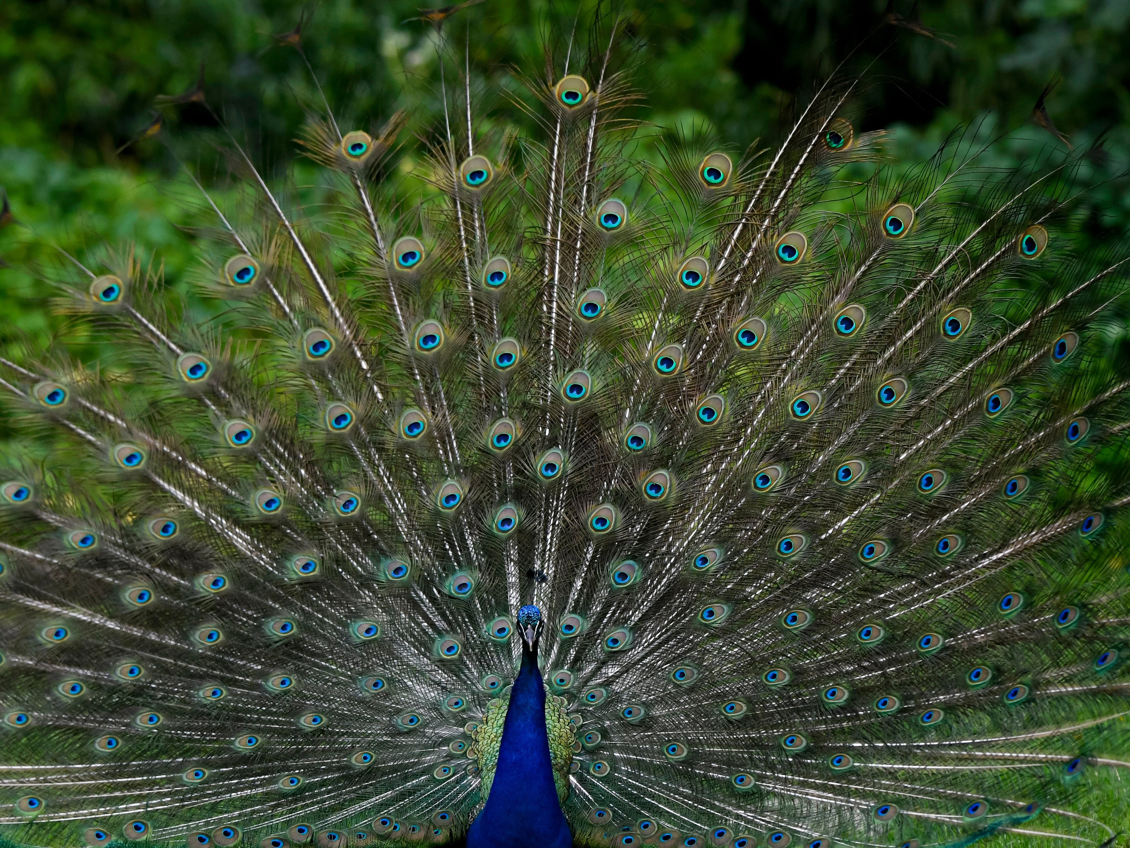 A peacock