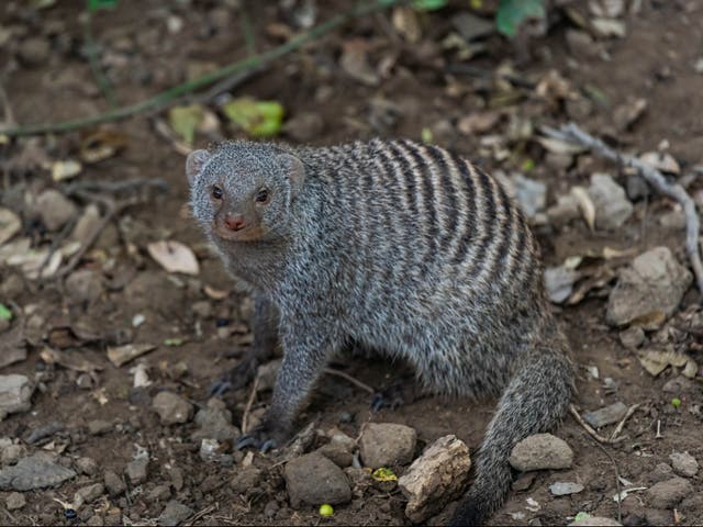 <p>Mongooses ‘level up’ their societies, giving more food to the smallest offspring</p>