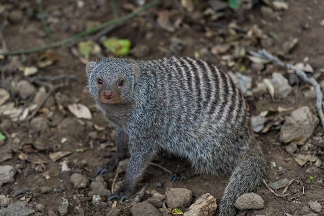 <p>Mongooses ‘level up’ their societies, giving more food to the smallest offspring</p>