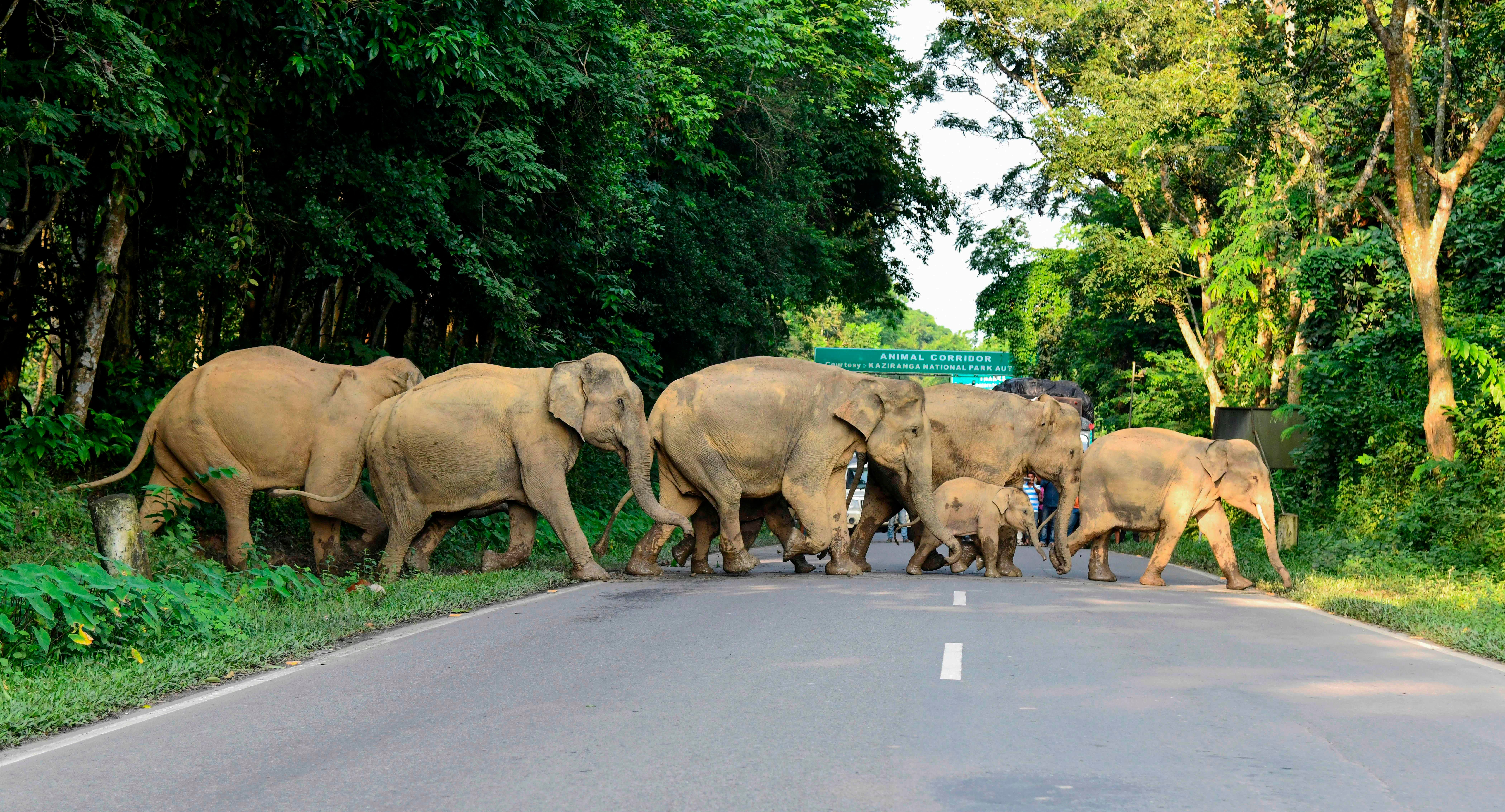 Herd of wild elephants cross the National Highway-37 in search for safer places at the flood affected area of Kaziranga National Park in the India’s northeast state of Assam