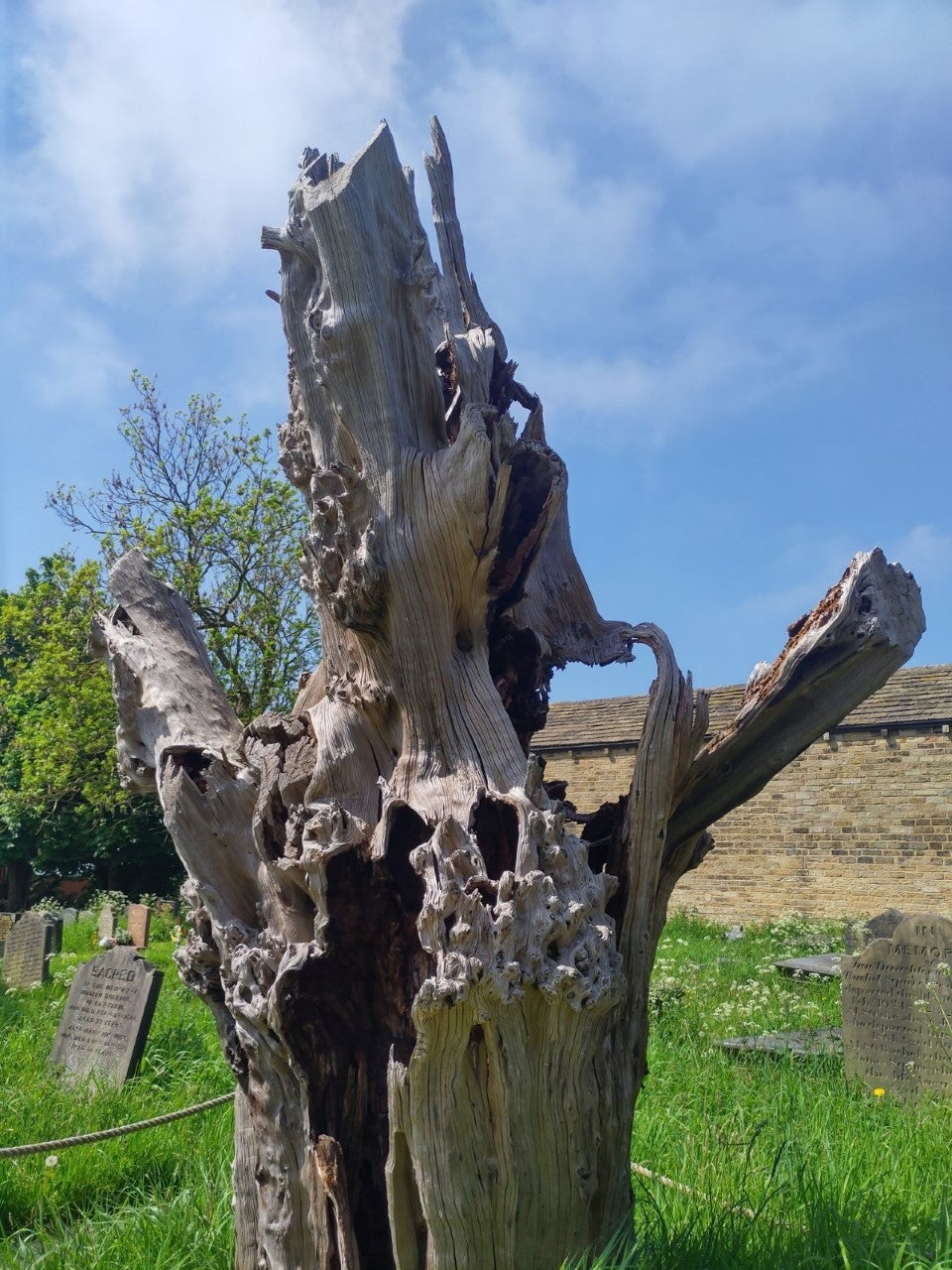 The dead yew tree in Hartshead from which Robin Hood supposedly cut his arrows