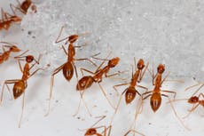 'Crazy' ants that kill birds eradicated from Pacific atoll