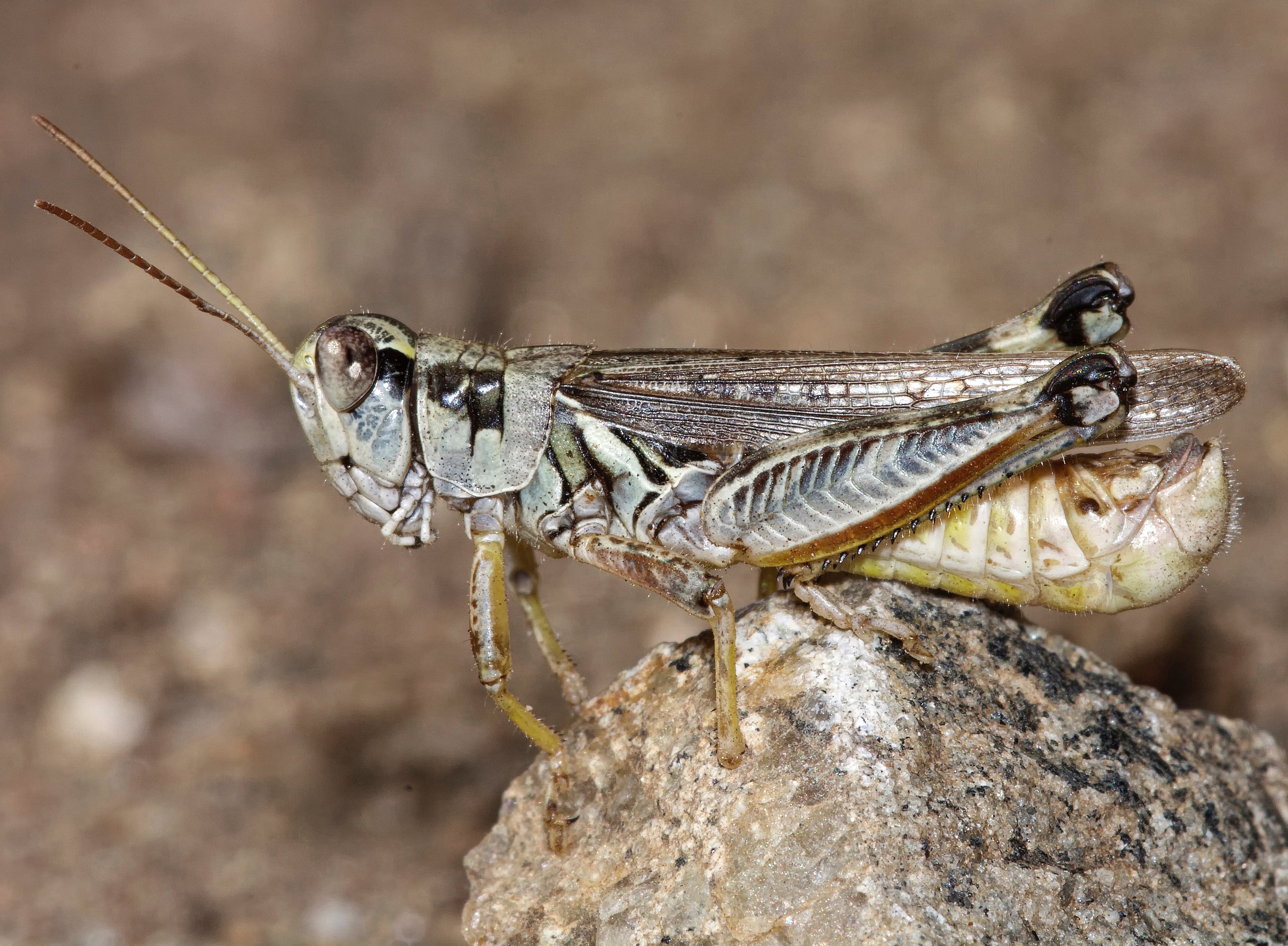 Western Drought-Voracious Grasshoppers