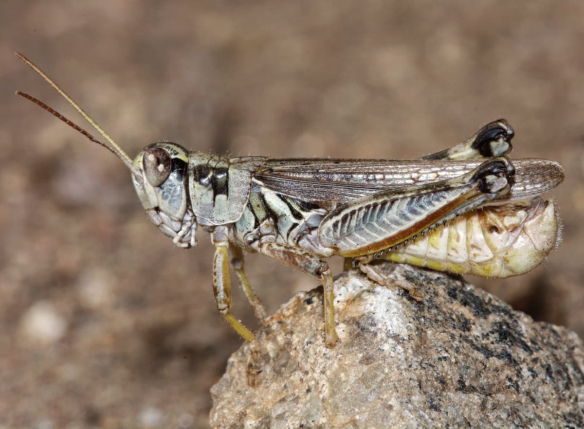 Western drought brings another woe: voracious grasshoppers