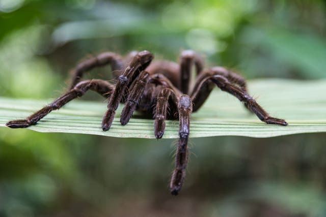 <p>The venom of the Peruvian tarantula could be used to treat symptoms of IBS pain in humans in the future</p>