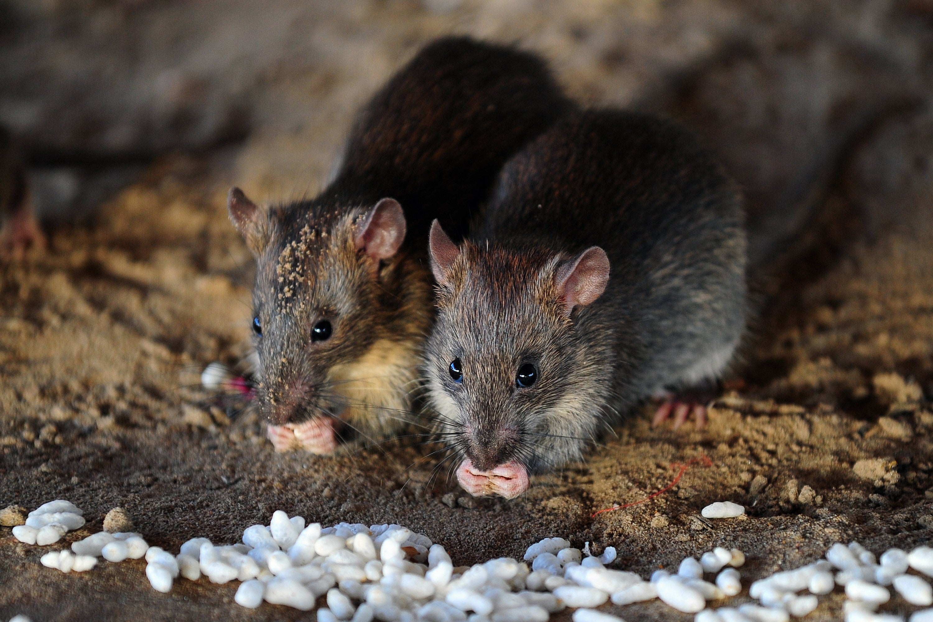 Cleansing workers in Glasgow have been hospitalised following contact with rats