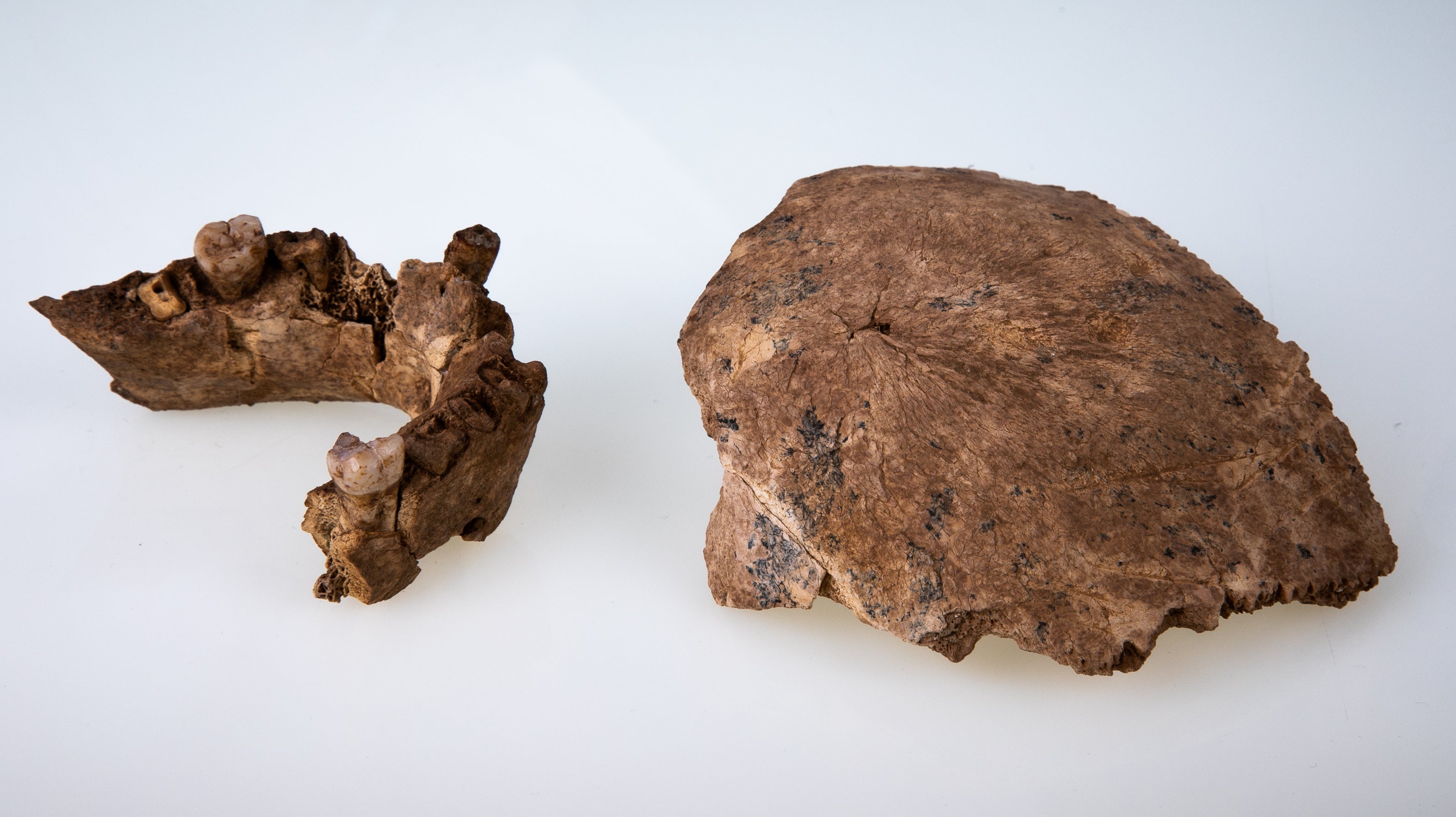 Maxilla and parietal bones of the Nesher Ramla Homo — a previously unknown prehistoric human discovered in Israel
