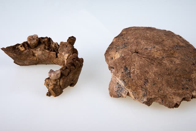 <p>Maxilla and parietal bones of the Nesher Ramla Homo — a previously unknown prehistoric human discovered in Israel</p>