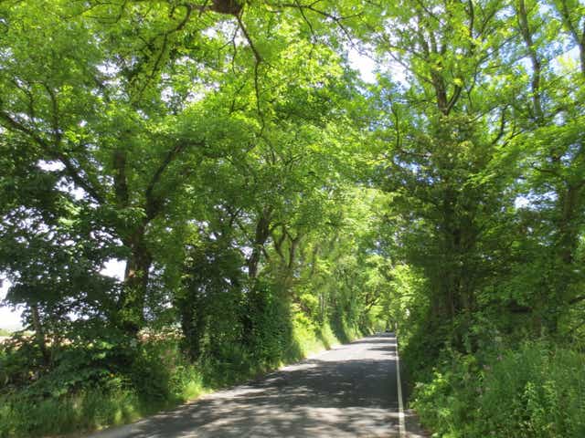 <p>At least 20 mature elm trees are to be cut down to create a new access road to a farm</p>