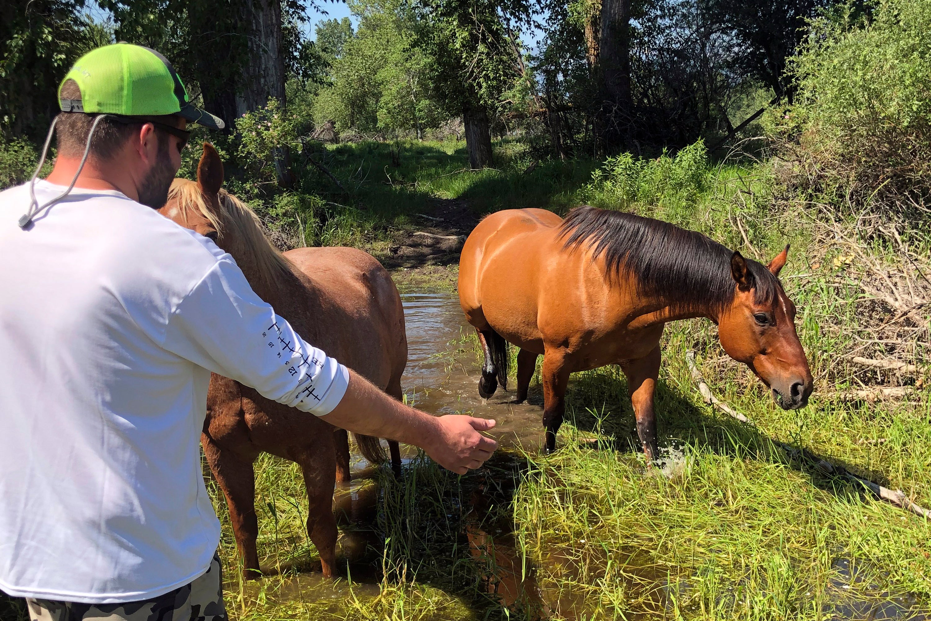 Drowning Horse Rescued