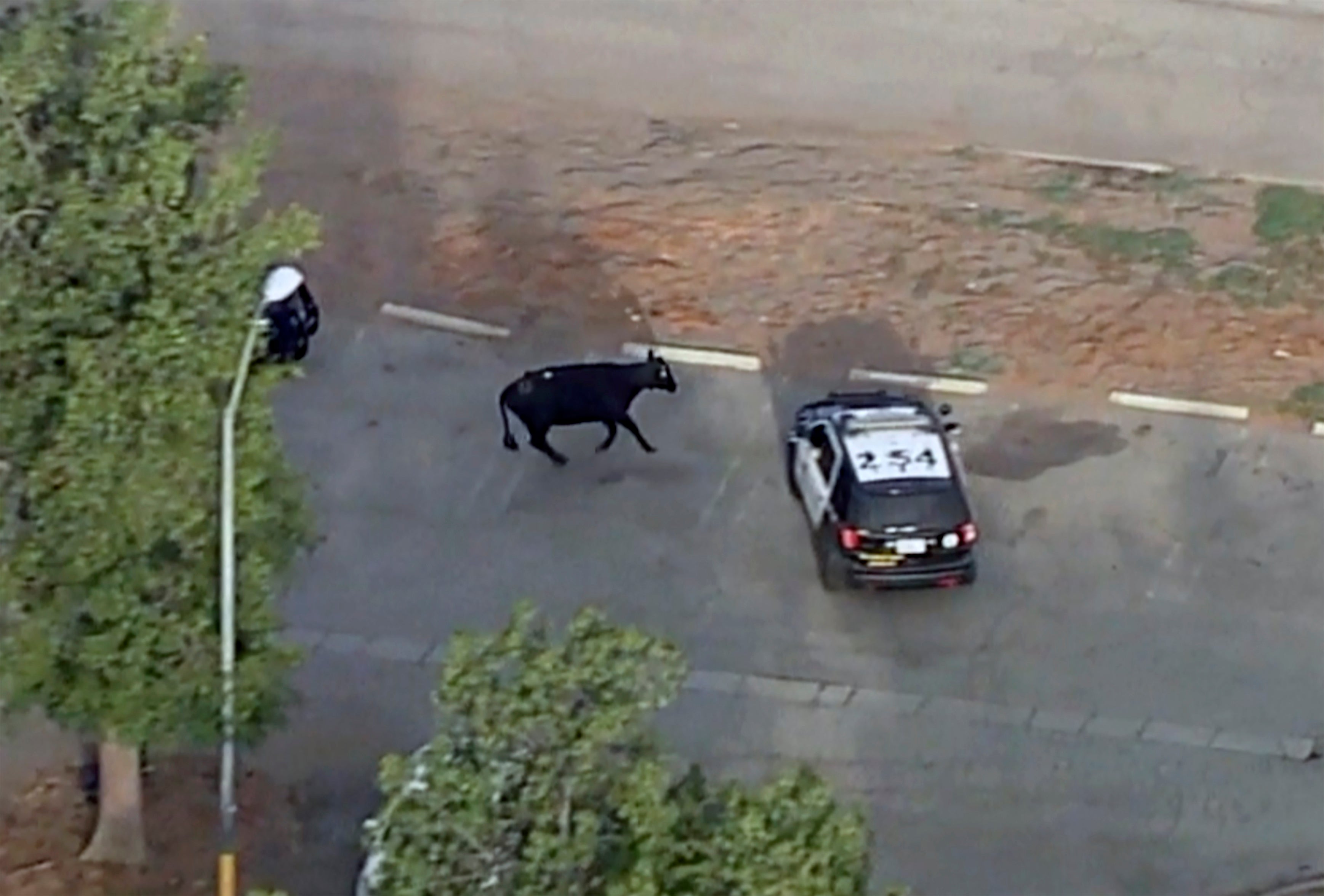 Cows Escape Slaughterhouse