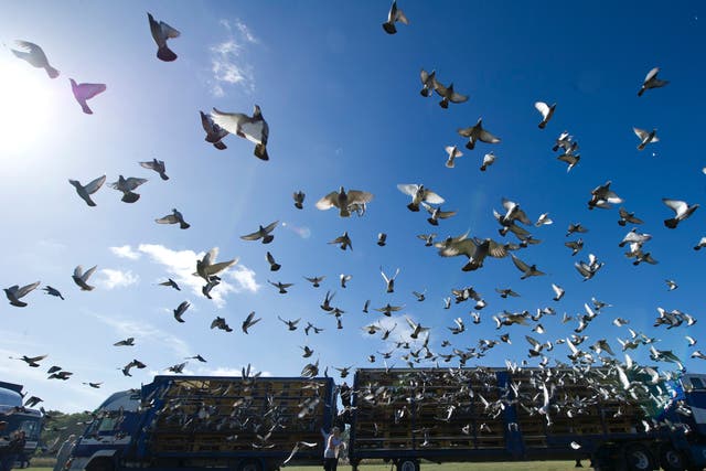 <p>Thousands of racing pigeons are released from the Kilton Forest Show Ground in Worksop, Nottinghamshire (file image)</p>