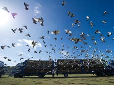 ‘Worst day in pigeon racing history’: Thousands of birds vanish during race