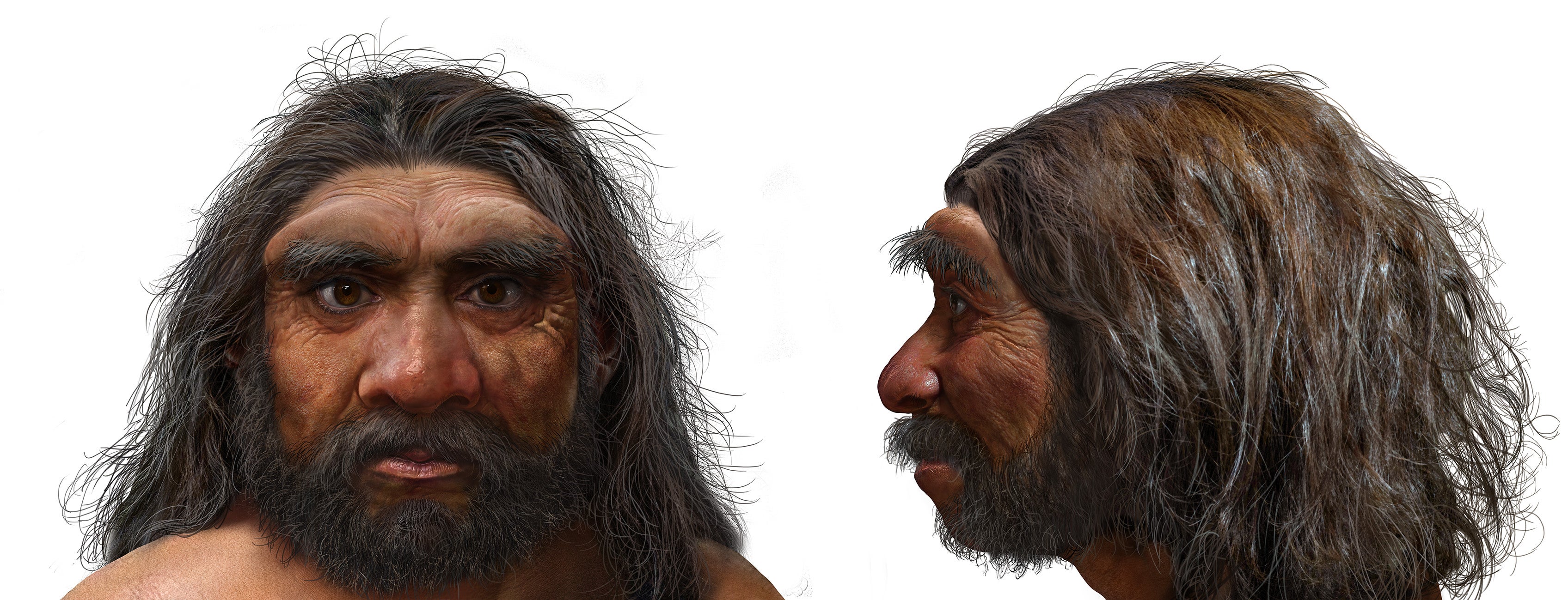 An artist’s impression showing Dragon Man’s large eye sockets, thick brow ridges and wide mouth