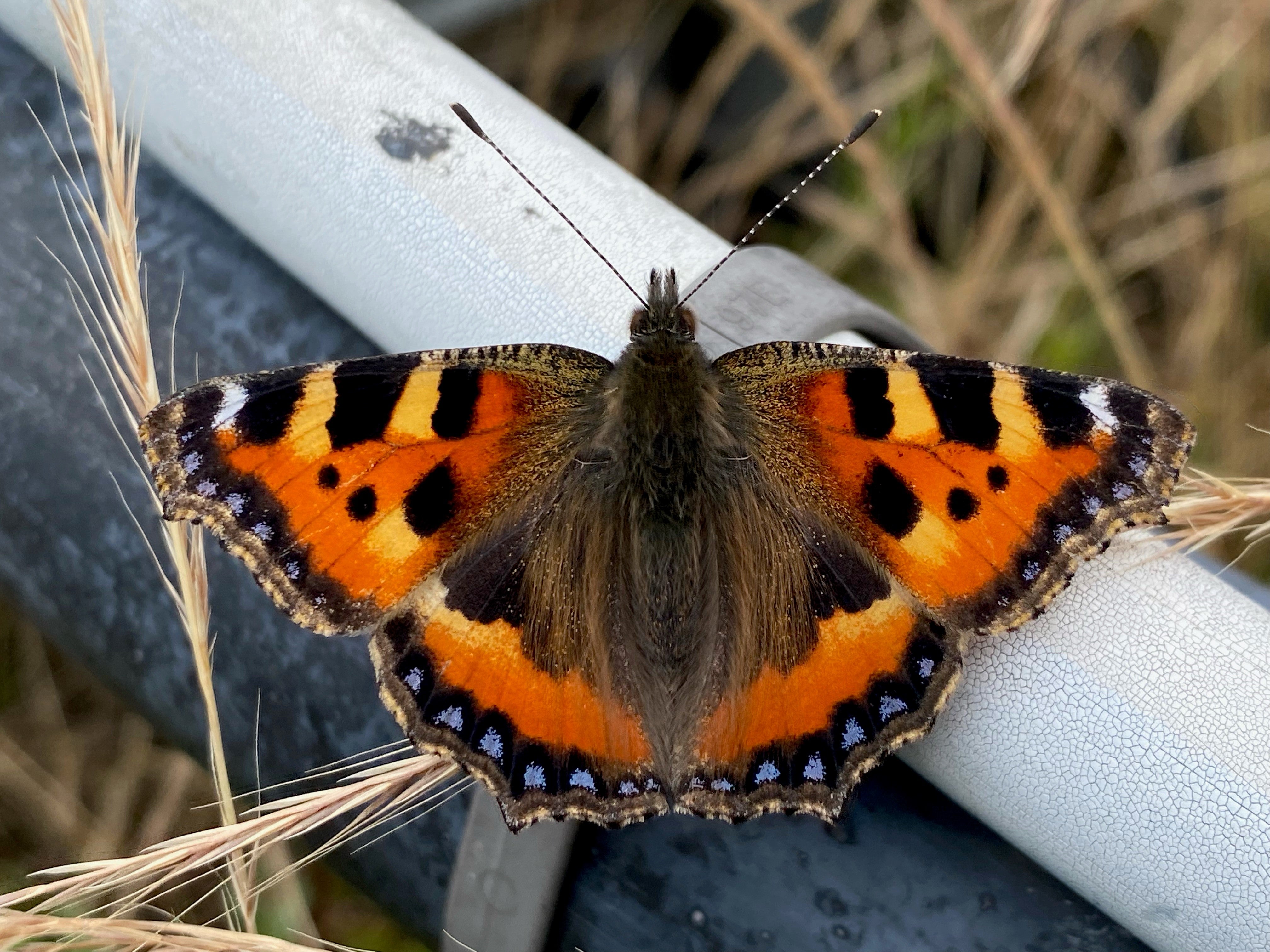 Tortoiseshell butterflies are one of many insects found on Nomura’s green roof