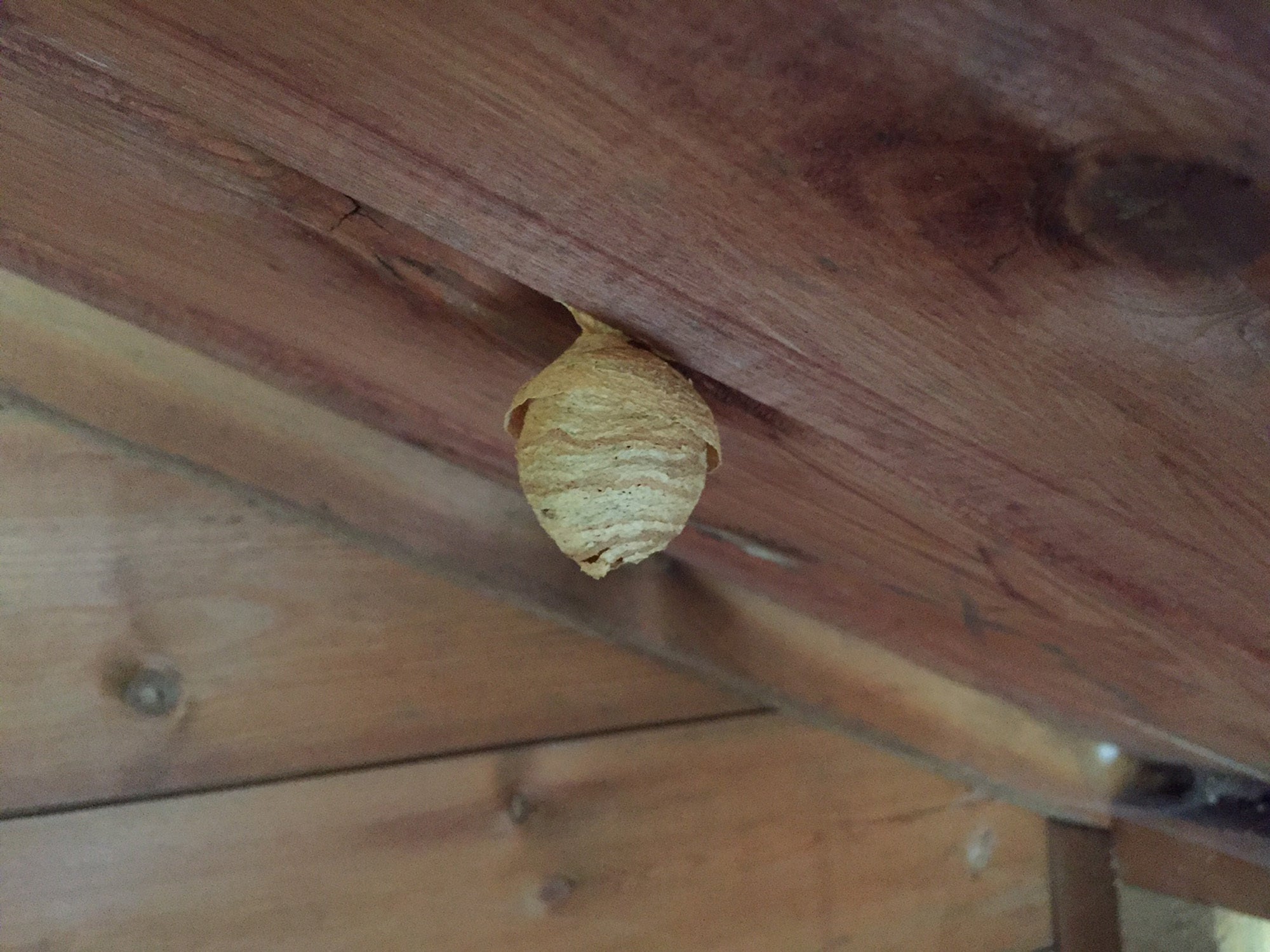 A wasps' nest in a garden shed