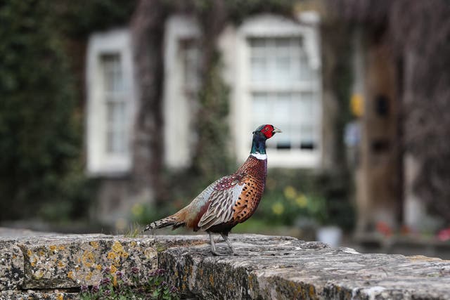 A pheasant in the Cotswolds