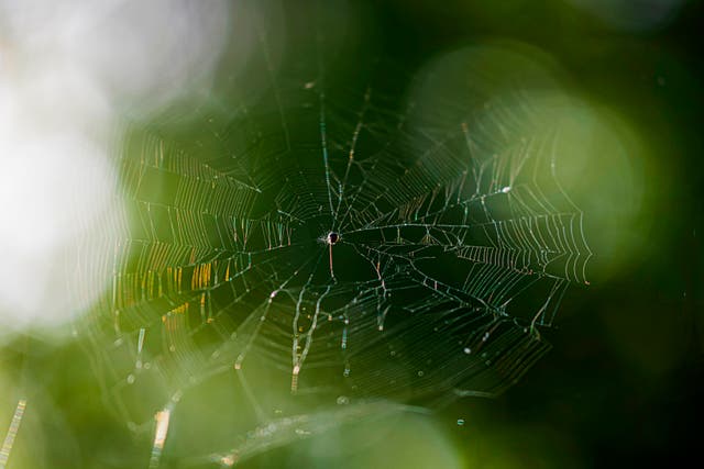 <p>File photo: A spider sits in the centre of its web on a residential balcony in New Delhi on 7 April, 2020</p>