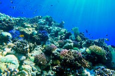 What lies beneath: Can Red Sea coral show us how to save the world’s reefs?