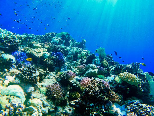 <p>Red Sea coral has shown incredible resilience against climate change</p>