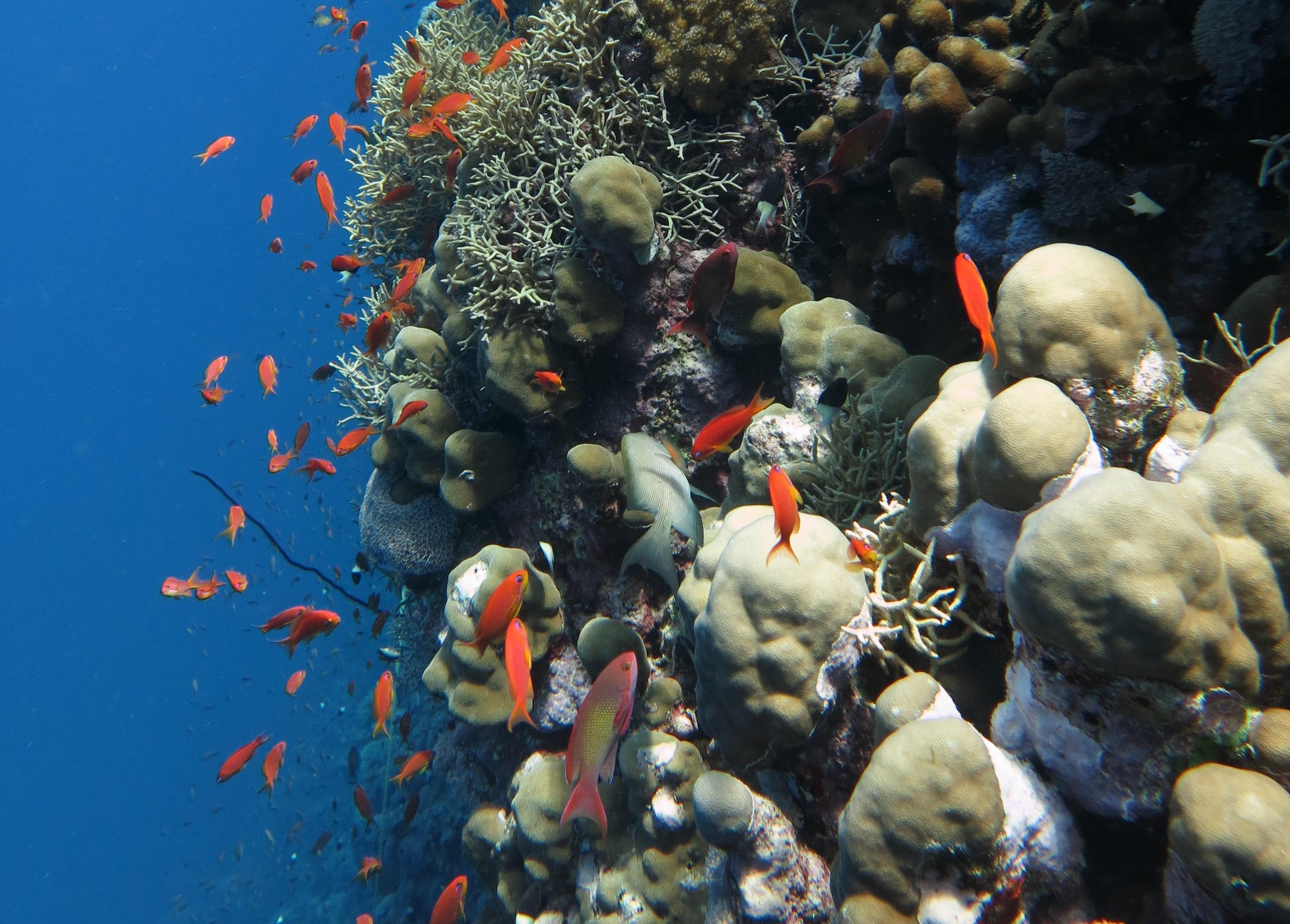 Red sea corals provide breeding and feeding grounds, but they are suffering from the effects of climate change