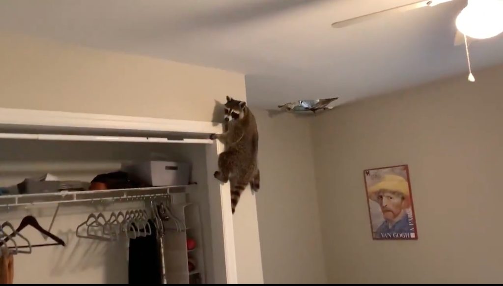 Woman live-tweets raccoon destruction as family of animals drop through her roof and ransack apartment