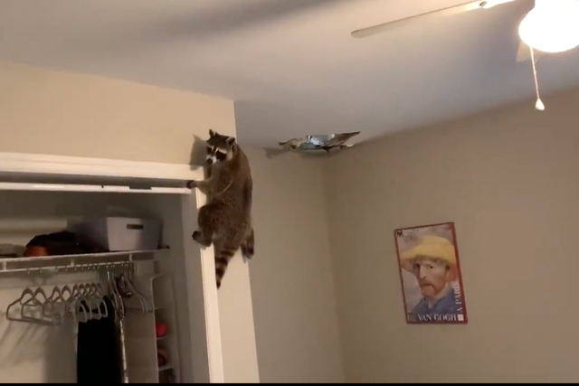 <p>Haley Illiff shared live updates of the process of removing a family of raccoons infesting her Florida apartment on Twitter</p>