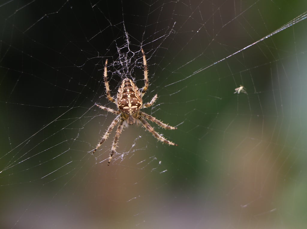 Student has emergency surgery after being bitten by venomous spider at Welsh holiday park