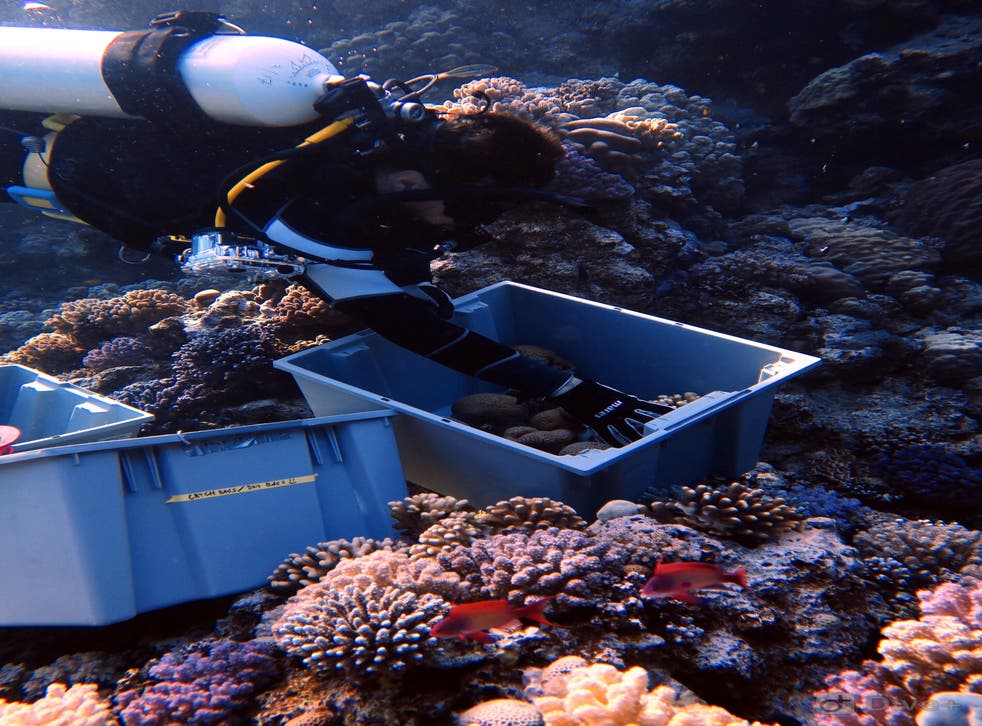 <p>Researchers collecting coral to study in labs</p>