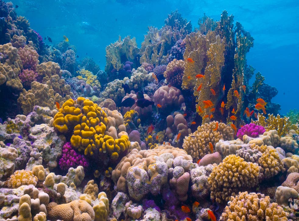 <p>The Red Sea Development Company will create sacrificial reefs to protect natural ones like those found in the Al Wajh Lagoon (pictured)</p>