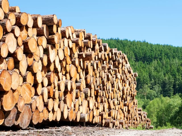 <p>Log Lomond: Piles of logs to be used for biomass energy near Loch Lomond in Scotland</p>