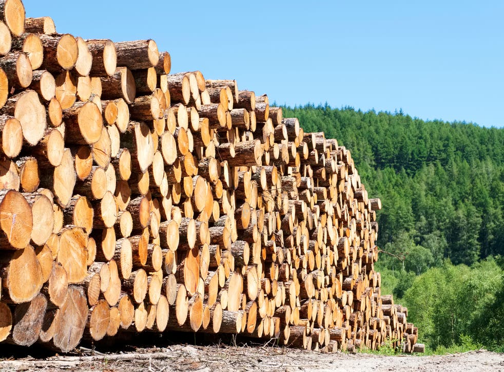 <p>Log Lomond: Piles of logs to be used for biomass energy near Loch Lomond in Scotland</p>