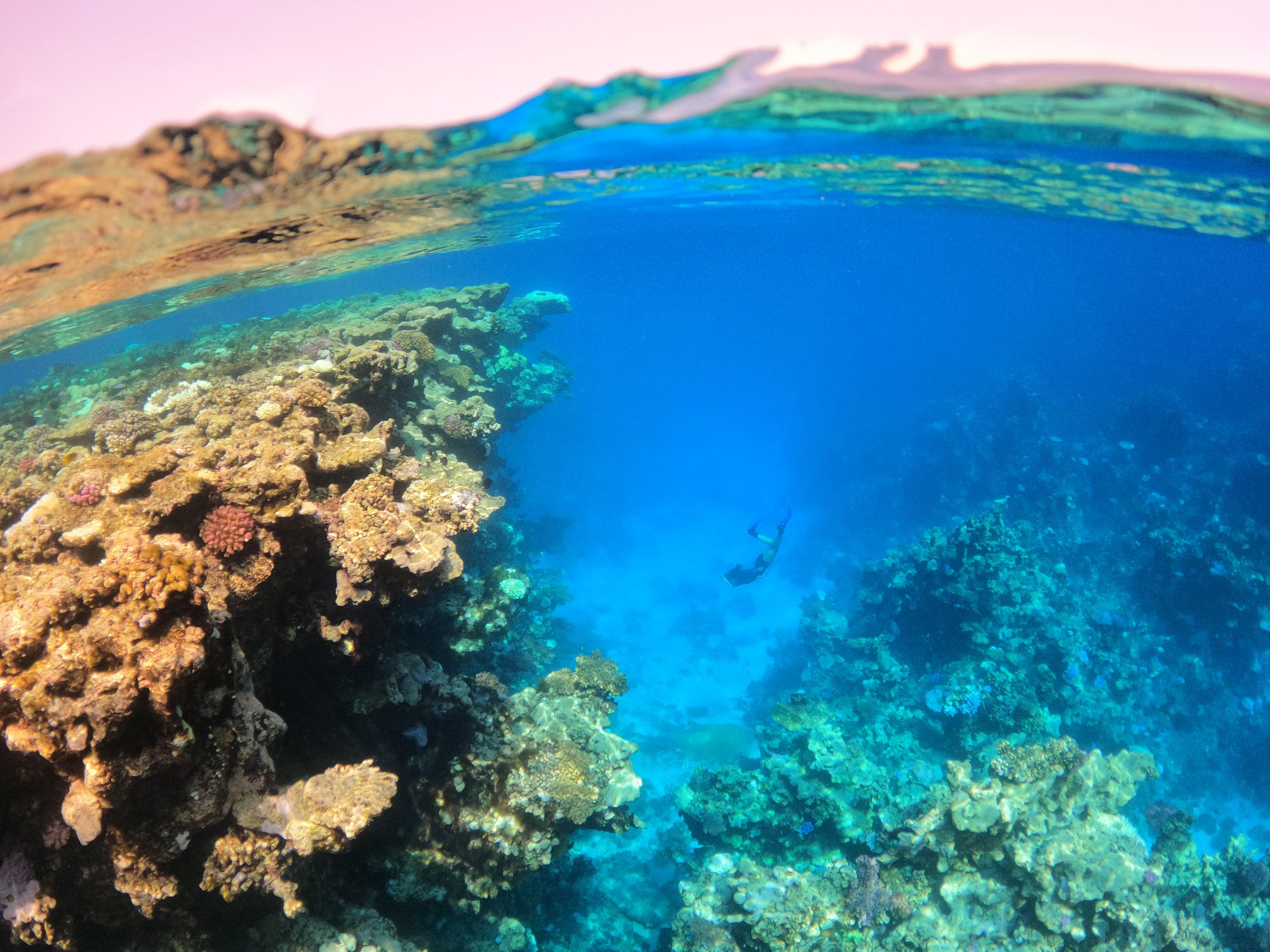 The attraction of the Red Sea is its biodiversity