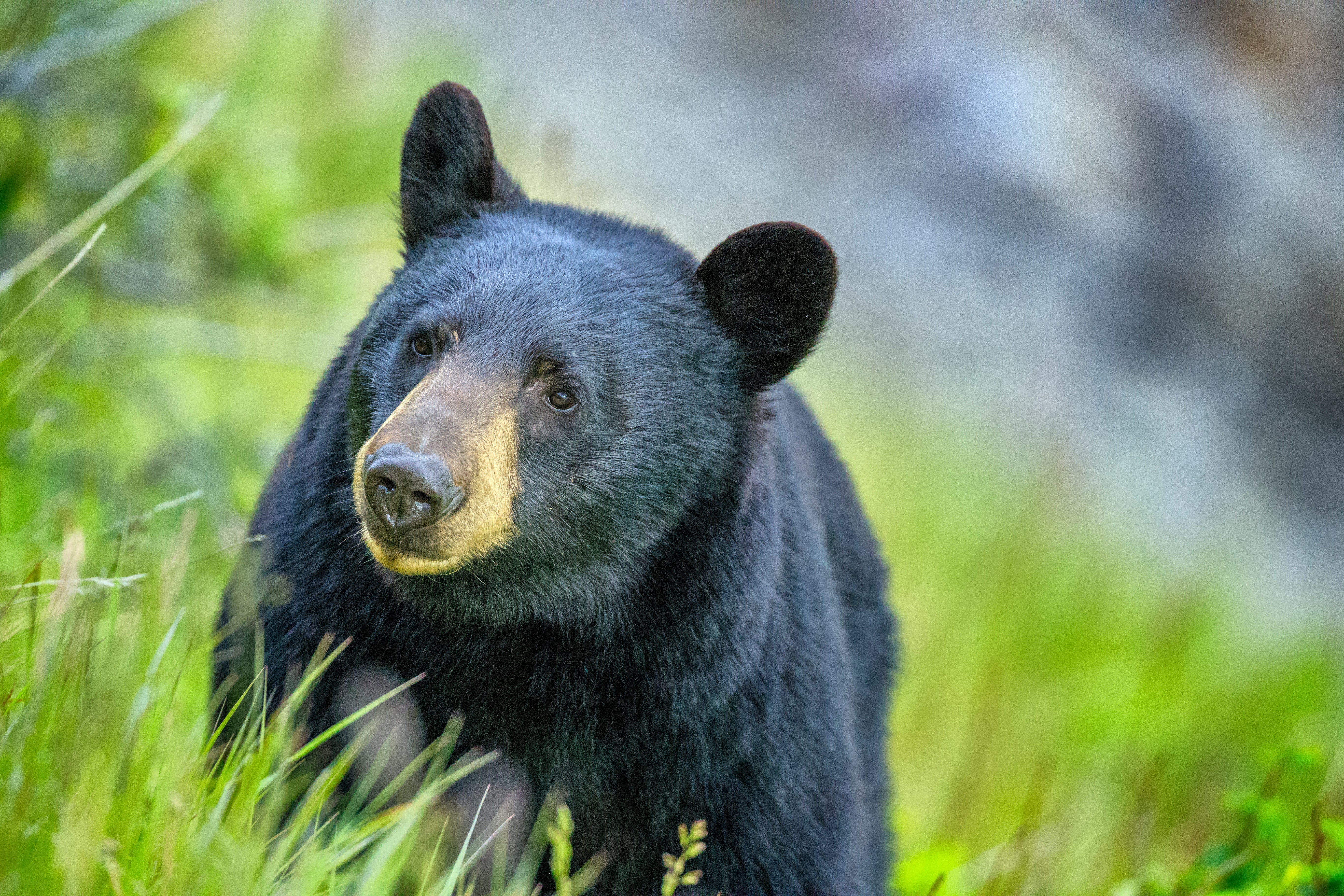 Bears and other animals have been seen coming into densely populated areas.