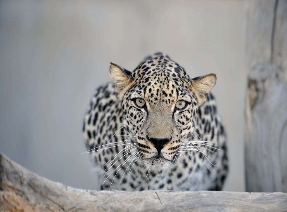 <p>The Arabian leopard is currently endangered but a rewilding initiative is looking to change that</p>