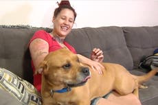 Woman finds dog she lost two years ago while looking to adopt new dog from shelter