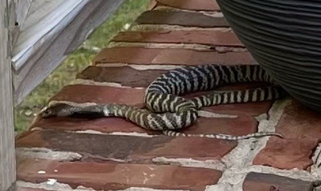 <p>Spitting cobra on the loose in North Carolina neighbourhood</p>