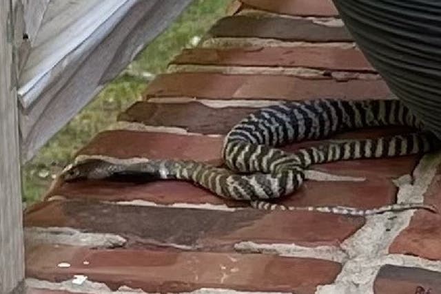 <p>Spitting cobra on the loose in North Carolina neighbourhood</p>