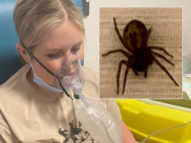 <p>Abby Tannetta in hospital, picture insert, the spider who bit her</p>