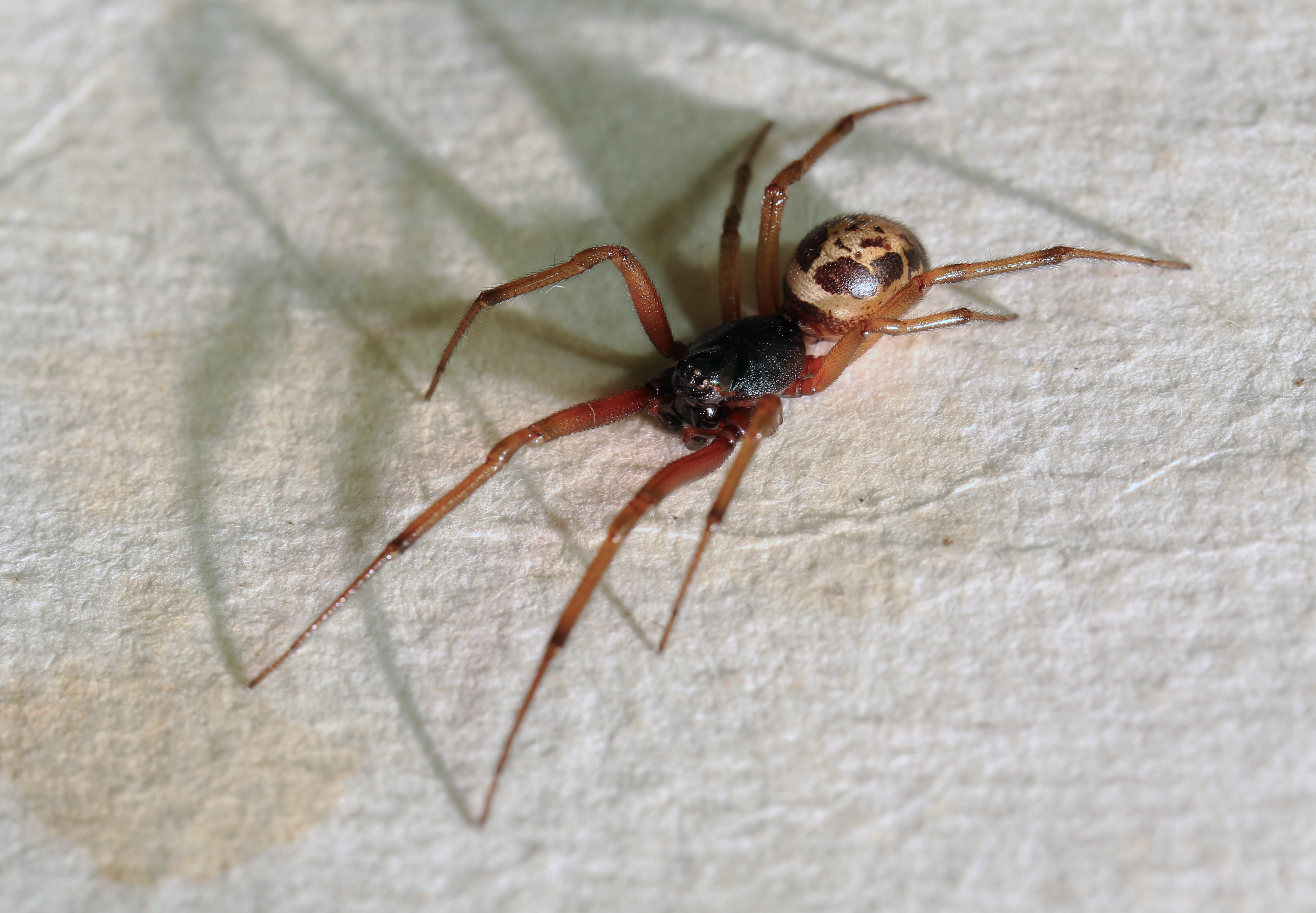 A second school has been closed by a sighting of false widow spiders in one month