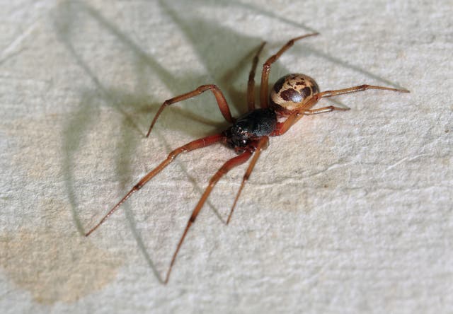 <p>A second school has been closed by a sighting of false widow spiders in one month  </p>