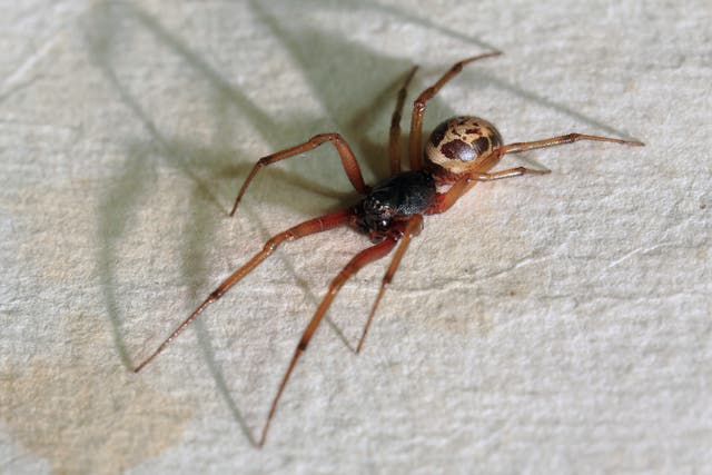<p>A second school has been closed by a sighting of false widow spiders in one month  </p>