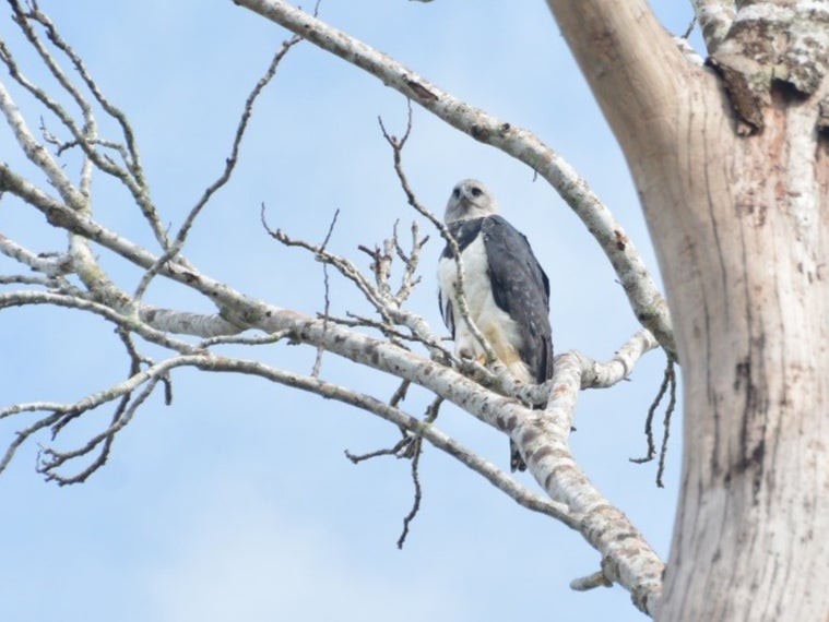 Deforestation threatens the survival of harpy eagles, which are found in the Brazilian Amazon