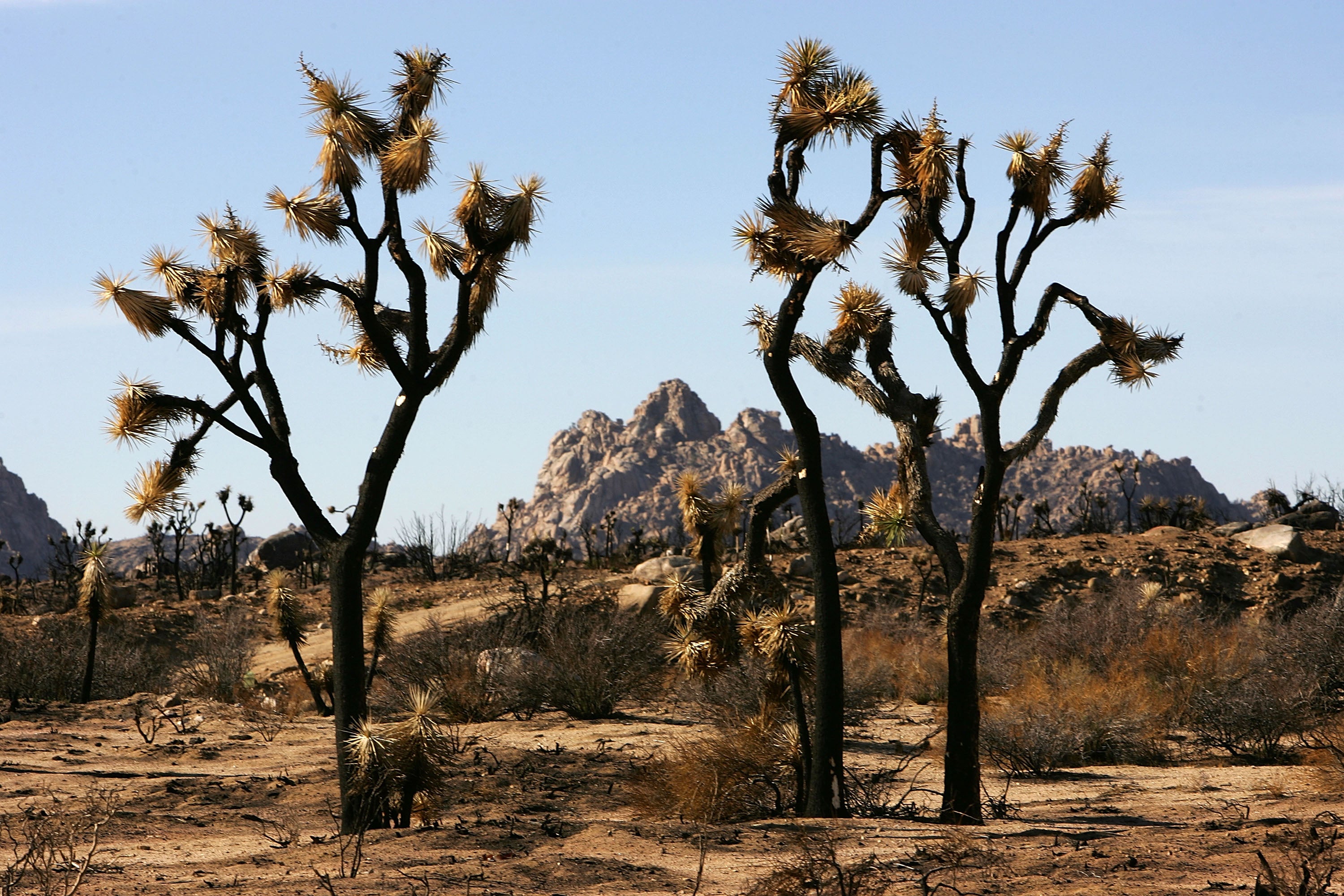 Joshua trees are protected under California state law as they are believed to be an endangered.