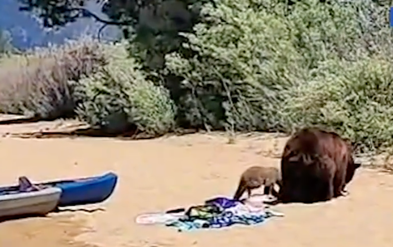 Shocked beachgoers watched on as black bears wandered the beach in Lake Tahoe