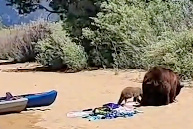 <p>Shocked beachgoers watched on as black bears wandered the beach in Lake Tahoe</p>