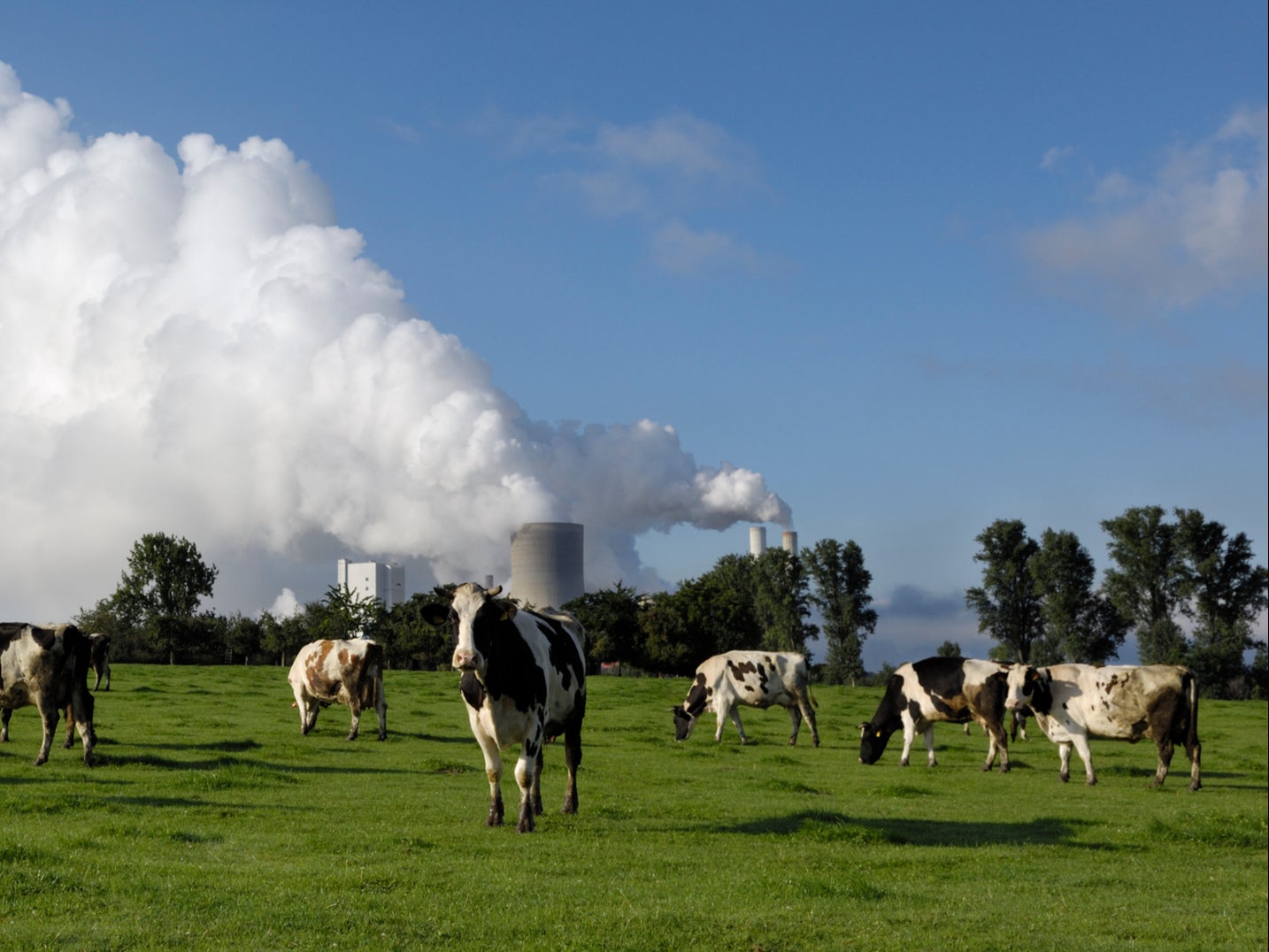 ‘Cows are the new coal’, according to chair of FAIRR investment group Jeremy Coller